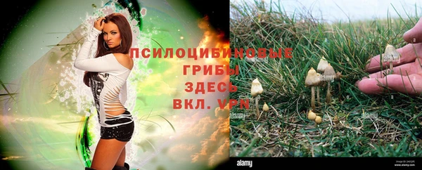 ГАЛЛЮЦИНОГЕННЫЕ ГРИБЫ Абаза